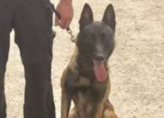 Escondido Police K-9 Stabbing