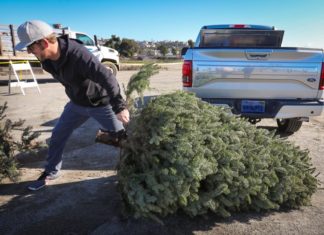Christmas Tree Recycling After the Holidays