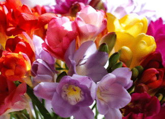 Bring Home Some Local Beauty