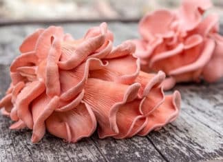 Mushrooms & More At The Farmers’ Market!