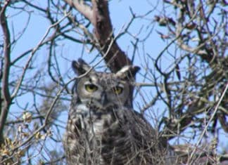 City of Carlsbad on Track with Habitat Goals