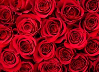 Facts and Trivia About the Most Romantic of all Special Days – Valentine’s Day