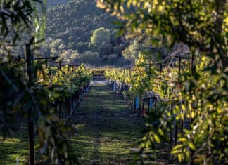 Hidden Gem of North County – Rancho Guejito is a Laid-Back Wine Lover’s Paradise