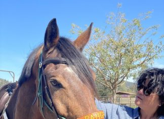Walnut Grove Park Equestrian Center Reopens with Renovations