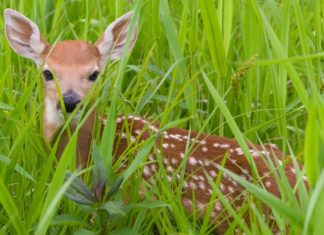 You Can Help California Native Wildlife