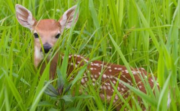 You Can Help California Native Wildlife