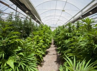 Illegal Marijuana Grows in Our Region