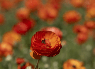 Carlsbad Flower Field Officially Opens