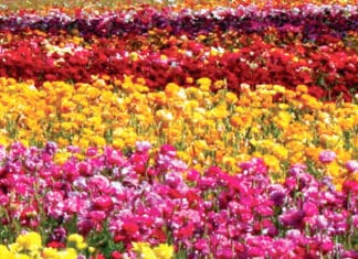 Escape Into Color at The Flower Fields! Now- May 8
