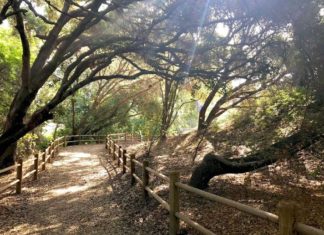 The Vista Conservancy Earth Day Cleanup Come Help