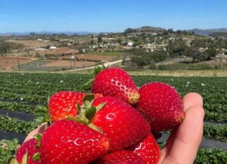 Local Simply Tastes Better