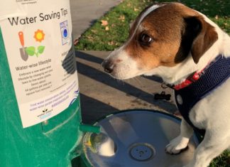 Wags and Water Festival Brings Canines and Water Conservation Together May 7th