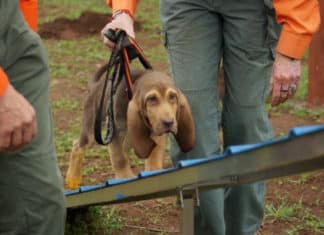 San Diego County Sheriff Search and Rescue Training