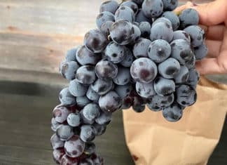 Don’t Miss Out On Summer Specialties