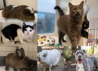 Pet Adoption Fees Waived for Clear the Shelters through August