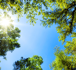 Tree Trimming and Urban Forestry Management in the City of Vista