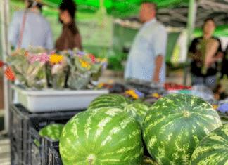 The Dog Days Of Summer Are Here!