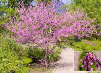 Free Trees in Escondido Pick your Tree