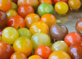 Tomatoes As Sweet As Candy