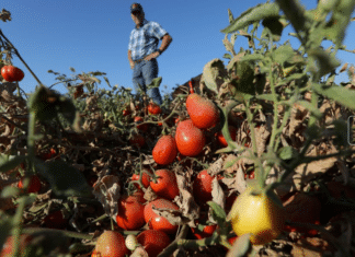 California’s Drought Withers Tomatoes, Pushing Grocery Prices Higher