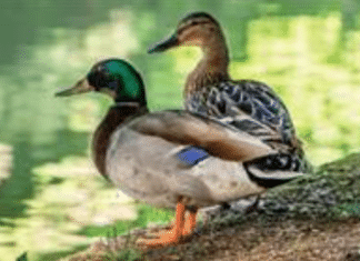 Escondido Explorer Fair October 22nd