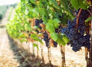 City of Escondido Recognized as Water Saving Model