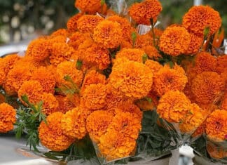 Nothing Says Fall Quite Like Marigolds!