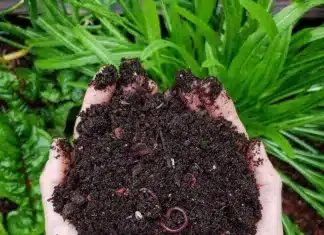 Composting Workshop this Saturday