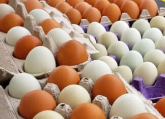 Eggs, Eggs, and More Eggs!