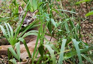 City of Carlsbad Report Shows Successes in Protecting Federally Threatened Wildlife and Plants