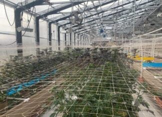 Illegal Marijuana Grow – Valley Center