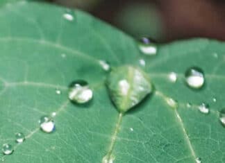 Carlsbad’s Smart Irrigation Pioneer Calsense Expands Leadership Team