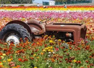 More Than Blooms: Carlsbad Flower Fields