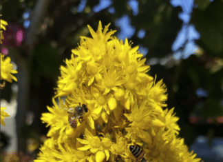 Carlsbad’s ‘Graze at the Fields’ Showcases San Diego’s Agricultural Diversity