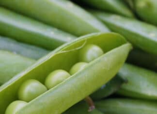 As Essential As It Comes State Street Farmers Market