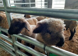 Erickson-Hall Construction Co. and San Marcos Unified School District to Celebrate Agriculture Farm Ribbon Cutting Ceremony