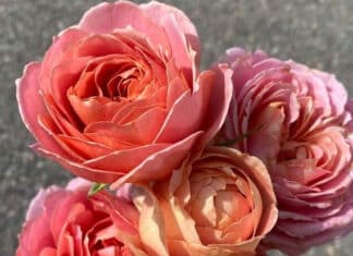 What A Great Day To Appreciate Mom!