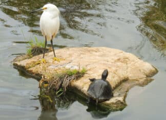 Kids in the Garden Class at Alta Vista Botanical Gardens July 8 ‘Feathered Friends’