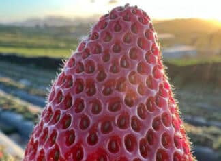 Strawberry Season Won’t Last Forever!