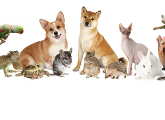 California Renters Are Hiding 829k Pets From Landlords, Study Finds