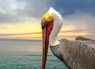 ART IN THE VILLAGE ARTIST SPOTLIGHT: JEFF PRIOR PHOTOGRAPHY