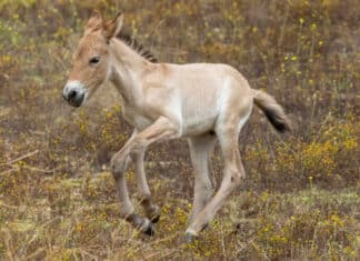 ‘The Last Wild Horse’ Population Grows by One in San Diego