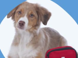 Free Emergency Pet Kit Giveaway