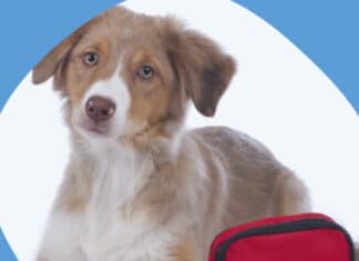 Free Emergency Pet Kit Giveaway