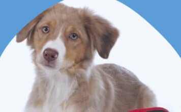 Free Emergency Pet Kit Giveaway