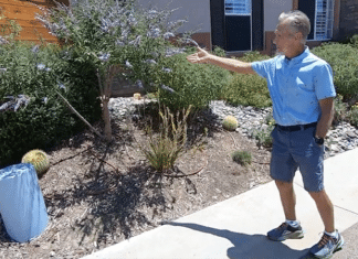 Vallecitos Water District 2023 Landscape Makeover Winners Find Inspiration