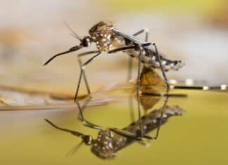 California Braces for Pest Surge After Scorching Summer, Expert Says