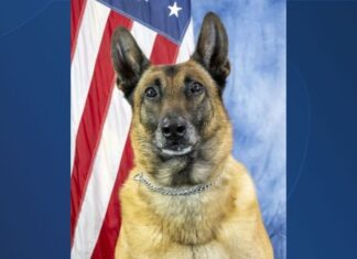 Oceanside Police K-9 Jenko Retires