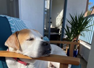 Pets Can’t Make Heads or Tails of Daylight Saving Time Can Mess With Their Minds