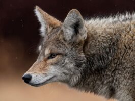 What You Should Do If You See a Coyote in Your Neighborhood